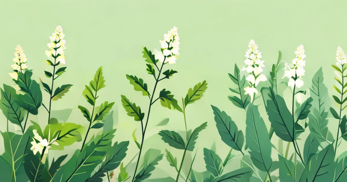 Sustainable mullein leaf harvesting for herbal medicine